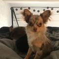 https://fr.holidog.com/ImagesPetSitters/5A1D5389-A79A-495A-95FA-F18BD1D12F25_square_120.jpg 472555-0