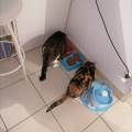 https://fr.holidog.com/ImagesPetSitters/5A4CFBC3-E73E-4A2E-AE0F-D821BF5B5E27_square_120.jpg Passionné-des-animaux--729967-2