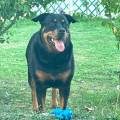 https://fr.holidog.com/ImagesPetSitters/5A6C5C1C-F72F-4E45-9243-34B9BC7962A7_square_120.jpg 566021-0