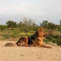 https://fr.holidog.com/ImagesPetSitters/5AAD5714-1F82-4FFF-87C0-CD386680CF7E_square_120.jpg 848450-2