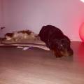 https://fr.holidog.com/ImagesPetSitters/5B4DD504-36F7-48CB-BB08-82F0E8C1E951_square_120.jpg DOG'S-HOLIDAY-296152-3