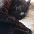 Une-seconde-maison-pour-vos-animaux-1076135-2