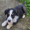 https://fr.holidog.com/ImagesPetSitters/5BE1BFE5-29AA-4629-A865-6788378F5057_square_120.jpg -Une-amoureuse-des-animaux--1060520-1
