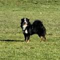 https://fr.holidog.com/ImagesPetSitters/5BE49041-582C-4B00-B886-2FA8D2A7230C_square_120.jpg Dog-Walking---Visite-à-Domicile--1189688-1