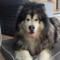 https://fr.holidog.com/ImagesPetSitters/5C519DDD-02BA-4AB2-9AB9-96336E917991_square_120.jpg --1077287-1