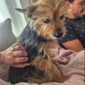 https://fr.holidog.com/ImagesPetSitters/5D7A094E-D19A-43EF-B120-11F6E7F4735C_square_120.jpg Amie-des-animaux--1102358-1