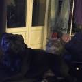 https://fr.holidog.com/ImagesPetSitters/5D91D328-6D17-4F6B-940F-833256F775A9_square_120.jpg Un-foyer-comme-chez-vous-340960-1