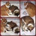 Professionnelle-formée-chiens/chats-783900-2
