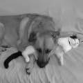 https://fr.holidog.com/ImagesPetSitters/5DE764AA-86A3-4AE4-9BAC-5B8CD4368AE0_square_120.jpg Un-ami-et-petsitter-au-poil-!--414543-2