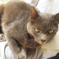 Amoureuse-des-chiens-et-chats-1087985-1