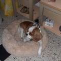 https://fr.holidog.com/ImagesPetSitters/5E46362E-47C4-4114-8762-E272F5380F54_square_120.jpg LE-PARADIS-DES-CHIENS-89274-0