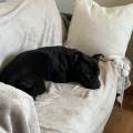 https://fr.holidog.com/ImagesPetSitters/5EEC8F7F-6C45-4C1E-BAA9-0C3FD7807B00_square_120.jpg Duo-sportif-&-amis-des-bêtes-1048344-0
