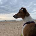 Chez-Mae,-l’amie-des-chiens-683116-2