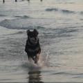 https://fr.holidog.com/ImagesPetSitters/5FD65599-C443-4330-ADCF-28C8D6ED83F6_square_120.jpg Le-bonheur-des-chiens-avant-tout-!--182846-2