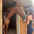 La-belle-vie-des-toutous--1153576-1