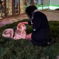 Animal-lover-732815-2