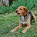 https://fr.holidog.com/ImagesPetSitters/60722C5B-B0FA-4ABD-9E7D-CE1FBDE7971C_square_120.jpg Passionnée,-tous-animaux,-chez-vous-1109757-2