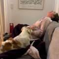 Petsitter-pour-vos-petits-protégés-1060847-1