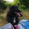 https://fr.holidog.com/ImagesPetSitters/61016A64-FFF2-42A5-8BBB-8590B1C75482_square_120.jpg Animaux-534251-0