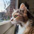Petsitter-passionné-et-deconfiance--490985-2
