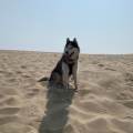 https://fr.holidog.com/ImagesPetSitters/619B7F7B-BD31-428D-BE63-61A08ACCEDBA_square_120.jpg HomePet-Services-91033-2