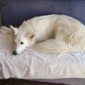 https://fr.holidog.com/ImagesPetSitters/61B22729-25F9-43DB-ADD5-13B3C2C1B08D_square_120.jpg Vacances-pour-animaux--1176280-2