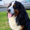 https://fr.holidog.com/ImagesPetSitters/61F060A5-2B90-4C55-A9F4-E065352059CA_square_120.jpg Shirley-Bouvet-1050415-2