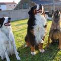 https://fr.holidog.com/ImagesPetSitters/61F47C4B-3C26-4A15-A46E-23BC3D0A5B06_square_120.jpg Shirley-Bouvet-1050415-1
