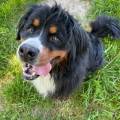 https://fr.holidog.com/ImagesPetSitters/6222AD95-42B0-41EE-A0BC-CD28DAE24B59_square_120.jpg Coup-de-pouce-à-nos-4-pattes-1080693-1