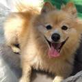 https://fr.holidog.com/ImagesPetSitters/623BF3A4-71F6-496D-AB1A-81DF28DBF1C1_square_120.jpg la-bonne-fée-des-animaux--356008-2