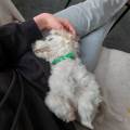 https://fr.holidog.com/ImagesPetSitters/6243C1A2-57B1-4C42-BE04-D6408B591D28_square_120.jpg Étudiante-amoureuse-des-animaux-1059209-2