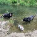Le-bord-de-mer-pour-les-chiens-1156342-2