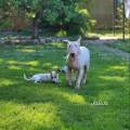 https://fr.holidog.com/ImagesPetSitters/62F9CEEA-EFA7-4636-B924-7A1F01EC54E6_square_120.jpg --1071356-3