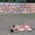 Amoureuse-des-animaux--1152137-1