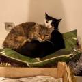 https://fr.holidog.com/ImagesPetSitters/63E55239-0010-447D-B781-312E9F622EAD_square_120.jpg Pet-sitter-sérieuse--1157534-0