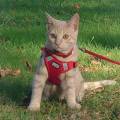 https://fr.holidog.com/ImagesPetSitters/63E5F684-2678-4C89-AC2D-3F560FD1C60F_square_120.jpg Étudiante-et-amoureuse-des-animaux--1145360-1