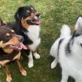Garde-de-chien--1157242-1