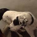 https://fr.holidog.com/ImagesPetSitters/64584F55-C0FE-486B-8728-10972A426BEA_square_120.jpg Passion-canine-et-féline-1168824-2