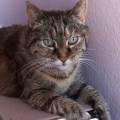 Ici-on-chouchoute-les-animaux-711952-3