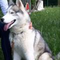 https://fr.holidog.com/ImagesPetSitters/65738F60-42E6-4AF8-91F5-3D95AF43B357_square_120.jpg Garde-chiens-et-chats-516471-0