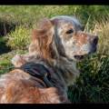 https://fr.holidog.com/ImagesPetSitters/65888E1E-0D50-4D60-B10C-8CFF83AEDE6C_square_120.jpg Le-paradis-des-loulou--1069481-2