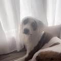 petsitter stranger