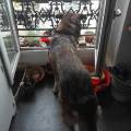 https://fr.holidog.com/ImagesPetSitters/671DC32B-4CF3-429E-AA12-B5466C9451D2_square_120.jpg chez-Ugo-517112-2