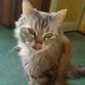 https://fr.holidog.com/ImagesPetSitters/675984D5-47D0-4FC9-8FAC-A258F38647EF_square_120.jpg Au-p'tit-bonheur-des-n'animaux-110237-1