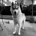 https://fr.holidog.com/ImagesPetSitters/67872D38-3F75-4065-B6A5-3E3F2E365F4F_square_120.jpg Pet-sitter-secteur-ARRAS--1054732-1