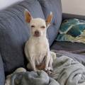 Petsitter-d'expérience-bénévole-SPA-1172107-2