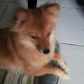 https://fr.holidog.com/ImagesPetSitters/684B8A72-42EB-4E3F-902D-D5ABE62DD161_square_120.jpg 10894-0