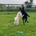 https://fr.holidog.com/ImagesPetSitters/685ED9E5-1175-430F-978C-74E367CB30BE_square_120.jpg Pet-sitter-déclaré-1100946-2