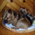 https://fr.holidog.com/ImagesPetSitters/68812903-8B1F-49B9-B2A5-E03A0AFEE078_square_120.jpg 91619-1