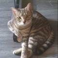 https://fr.holidog.com/ImagesPetSitters/68A04BCE-8F7E-4C5E-B3E2-D804693955A0_square_120.jpg Chat-alors-!-1043545-1